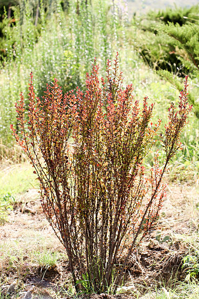 istock Young plant in the   nature background 625796354