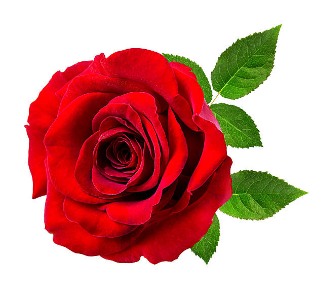istock rose isolated on the white 625798234