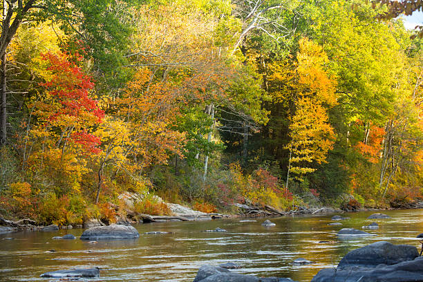 istock Farmington River flows by vibrant fall foliage in Canton, Connec 625800026
