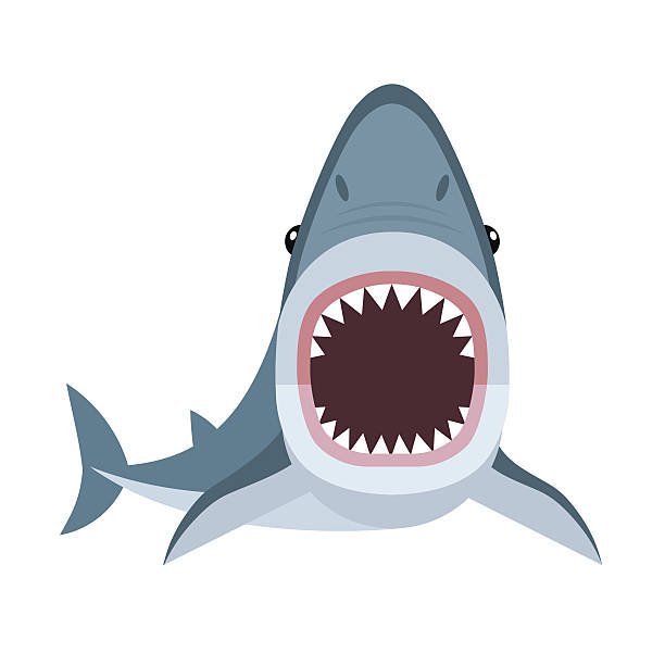 Shark attack Vector illustration of shark with open mouth full of sharp teeth, isolated on a white background. Shark attacks. great white shark stock illustrations