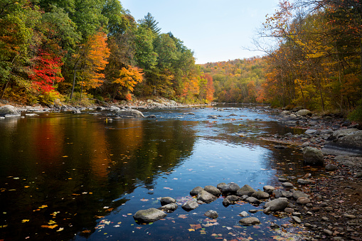 Downriver views of vivid fall foliage along the Farmington River in Canton, Connecticut.