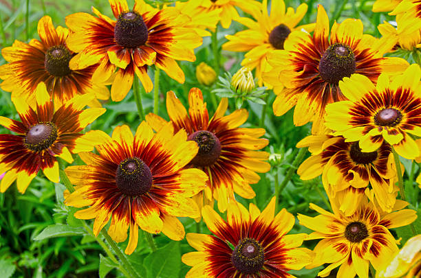 istock Denver Daisy Black Eyed Susans in Full Bloom 625800212