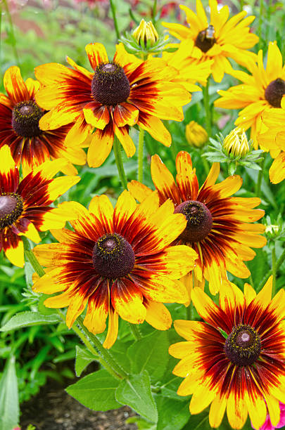 istock Denver Daisy Black Eyed Susans in Full Bloom 625800242
