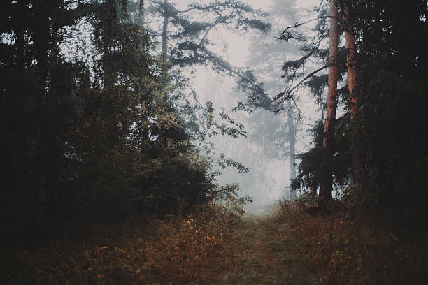 Misty morning in the forest walkway which exits to bright meadow, filled with fog, pines and other trees, grass everywhere, autumn or summer