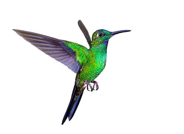 istock Hummingbird , Green-crowned Brilliant 625801996