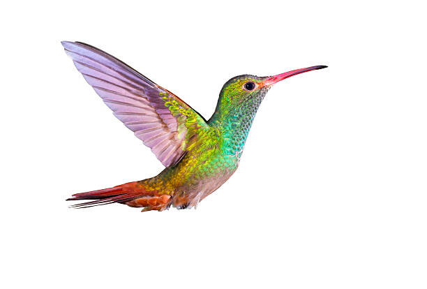 amazilia codarossiccia, - colibrì foto e immagini stock