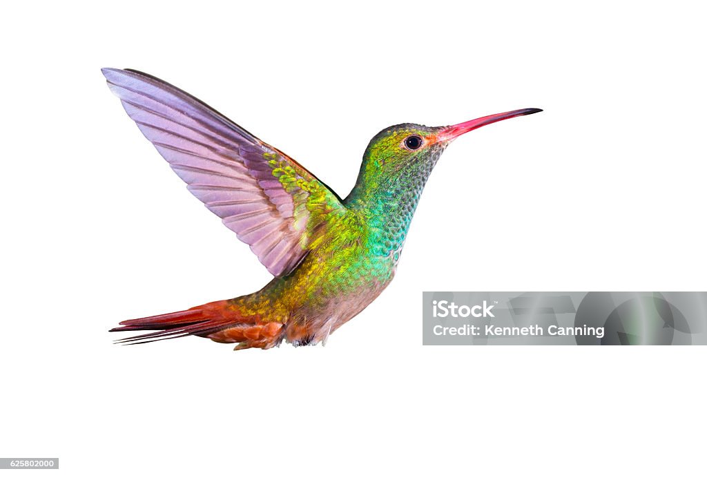 Hummingbird , Rufous-tailed Rufous-tailed Hummingbird   Hummingbird Stock Photo