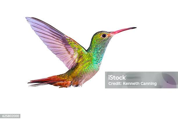 Hummingbird Rufoustailed Stock Photo - Download Image Now - Hummingbird, White Background, Bird