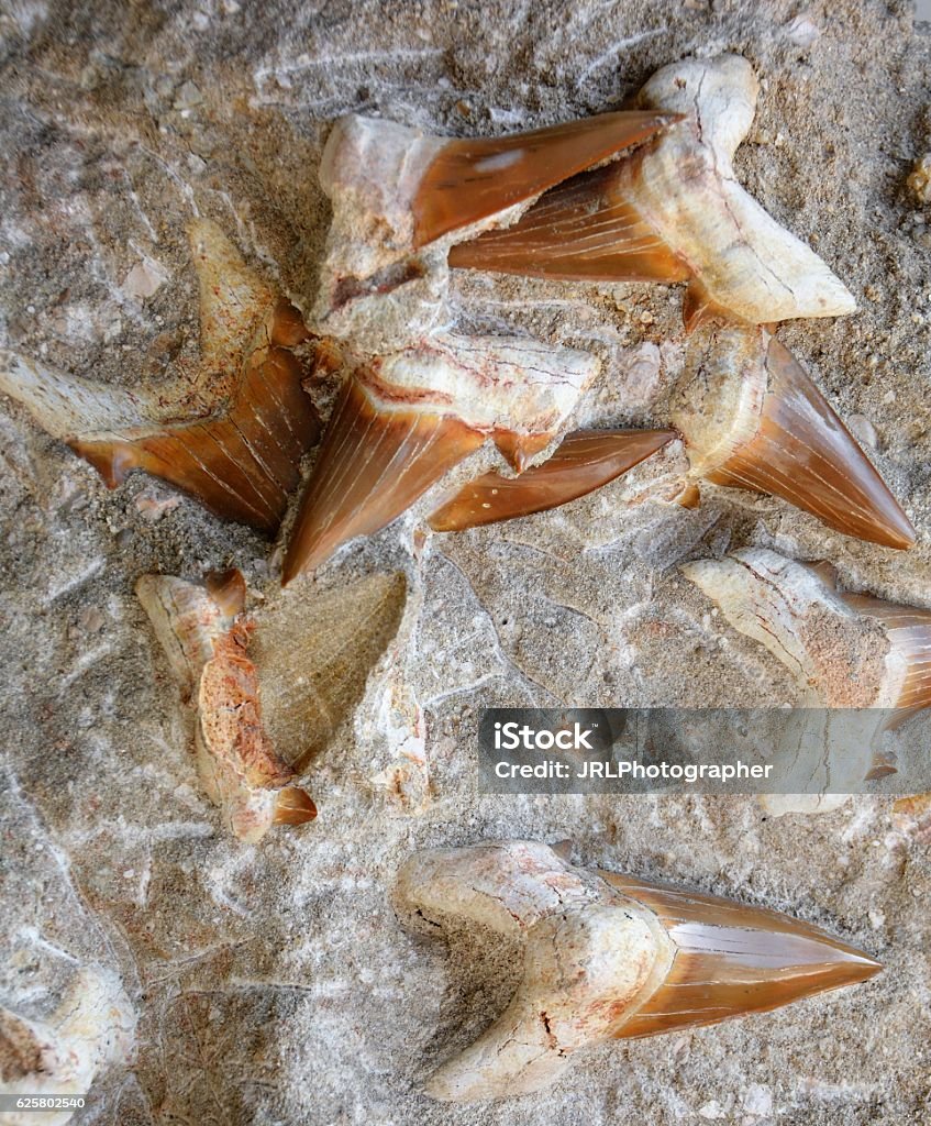 Fossilized Shark Teeth Fossil Stock Photo