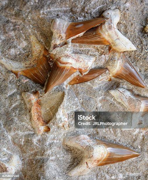 Fossilized Shark Teeth Stock Photo - Download Image Now - Fossil, Shark, Animal Teeth