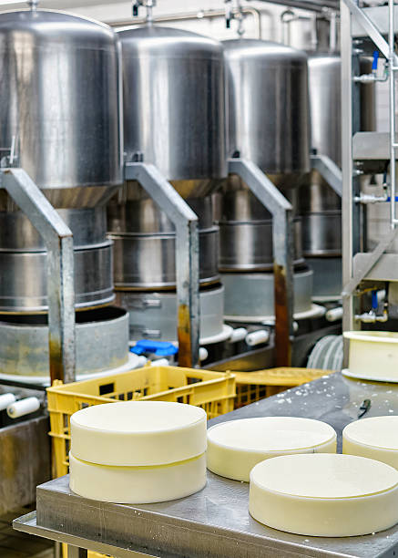 istock Young Gruyere Comte Cheese pressed in special forms at dairy 625803616