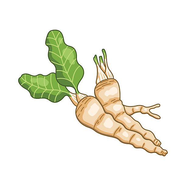 고추냉이 벡터 컬러 식물 삽화 - horseradish stock illustrations