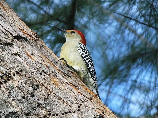 istock Red-bellied Woodpecker (Melanerpes carolinus) 625810108