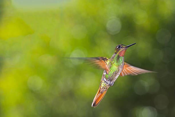 istock Colorful Hummingbird with green blur background 625810162