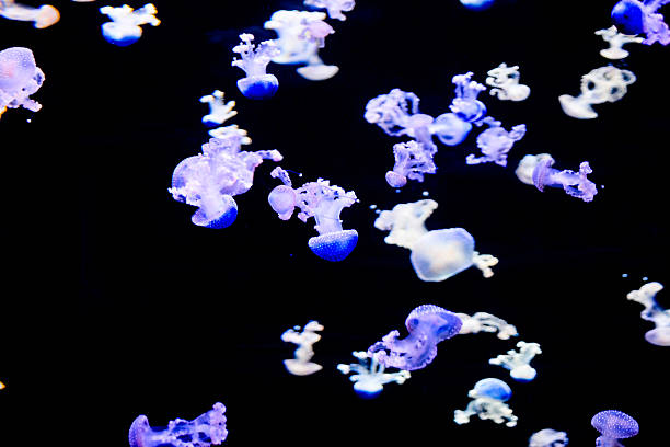 istock Jellyfish Dangerous Poisonous Medusa 625810444