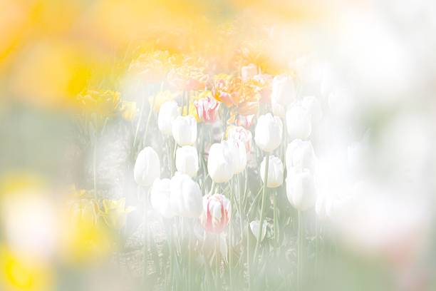 istock Flower field in the dream 625810500