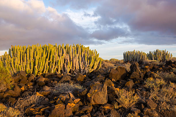 istock Cactus Desert Sunset in Tenerife Canary Island 625810994