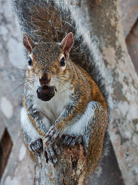 istock Squirrel with Acorn in Mouth on Cabbage Palm Tree 625811334