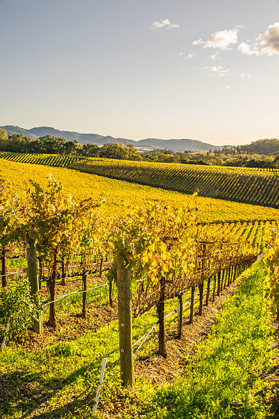 istock Vineyards in Napa Valley, Northern California 625811684