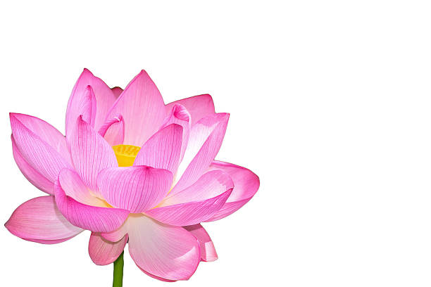 Lotus flower The Lotus Flower.White Background.The shooting place is Shinobazunoike in Ueno Park in Ueno, Taito-ku, Tokyo Japan. shinobazu pond stock pictures, royalty-free photos & images