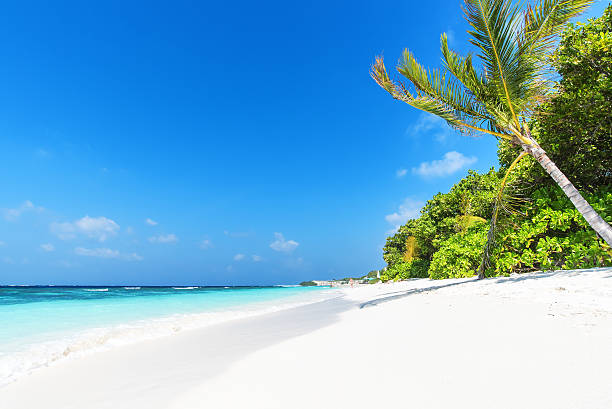 istock Tropical paradise beach with sea view 625829418