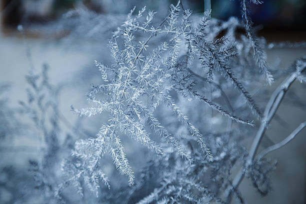 istock Frozen branches with ice crystal on a black background. Hoarfros 625829848