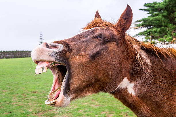 istock Funny yawning horse portrait 625841130