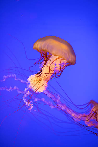 istock Jellyfish in aquarium 625841410