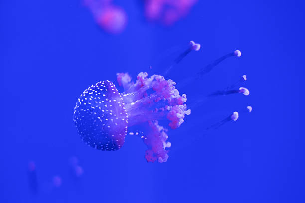 istock Jellyfish in aquarium 625841460