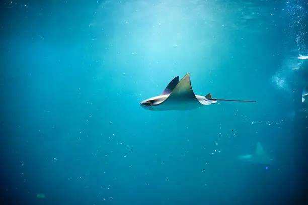 Photo of Stingray swimming