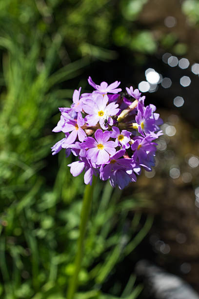 istock Beautiful flowers in nature 625844680