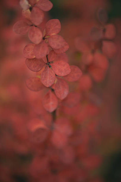 istock Colorful autumn leaves 625844922