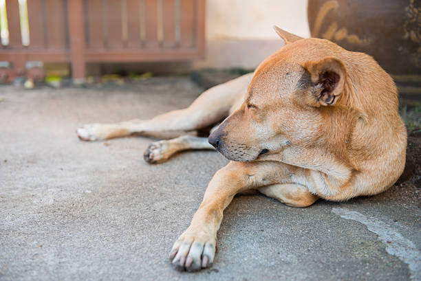 istock Dog sleeping on street 625851852
