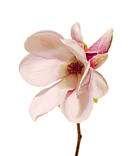 istock Pink Magnolia branch flower, close up, isolated white background 625852314