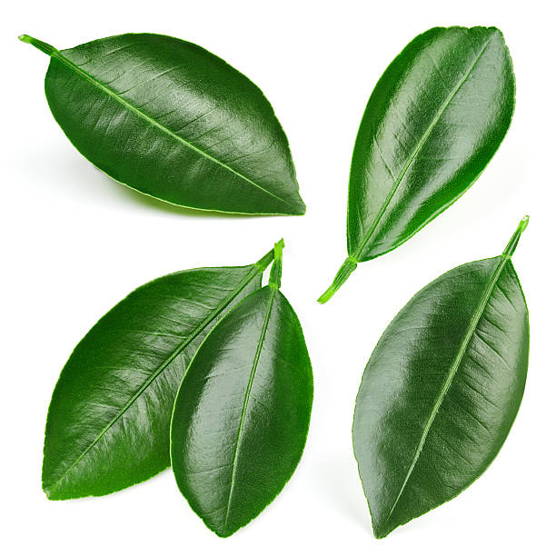 istock Citrus leaves isolated 625854218