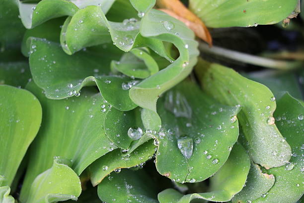 istock Duckweed green leaves in the nature 625854804