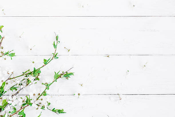 istock Apple flowers on white wooden background. Flat lay, top view 625854846