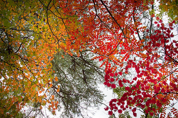 Photo of Red and Yellow Autumn Leaves on a day in October