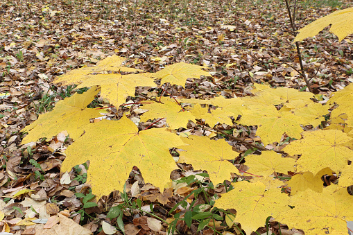 Yellow leaves of the Canadian maple against the background of the fallen foliage