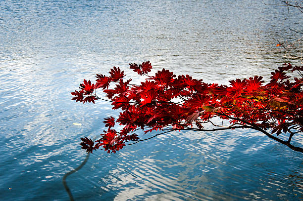 Photo of Red Autumn Leaves on a day in October