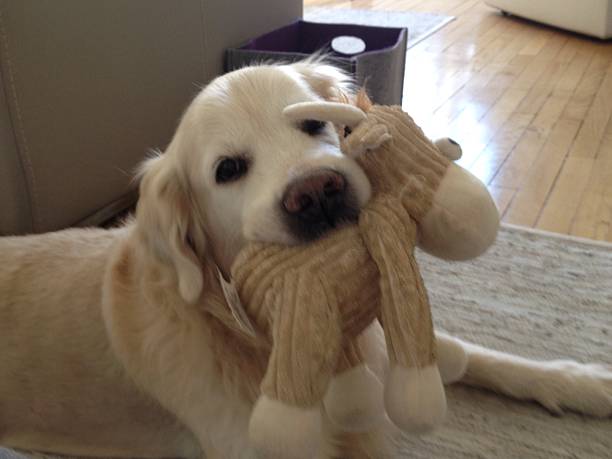 istock Golden retriever with his toy 625861428