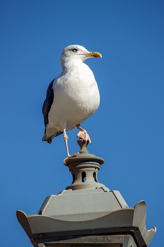 Seagull sitting on a lamp in the Moroccan port of Essouira