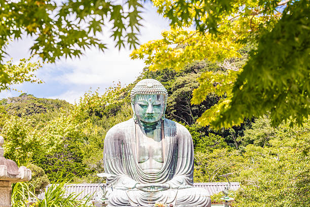 Kamakura, Japan - 19 August  2016:The Great Buddha which is the main temple of Kotokuin in Hase which is a famous place for Kamakura. An image height of 11.39 m (13.35 m including the base), a huge Buddha image with a weight of about 121 t.