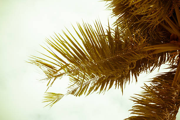 istock Sky of the tropics,cross processed colors. 625864022