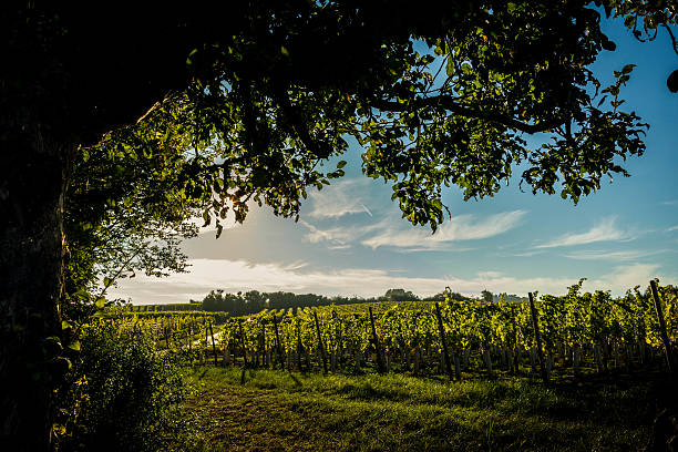 autumn - rheingau stockfoto's en -beelden