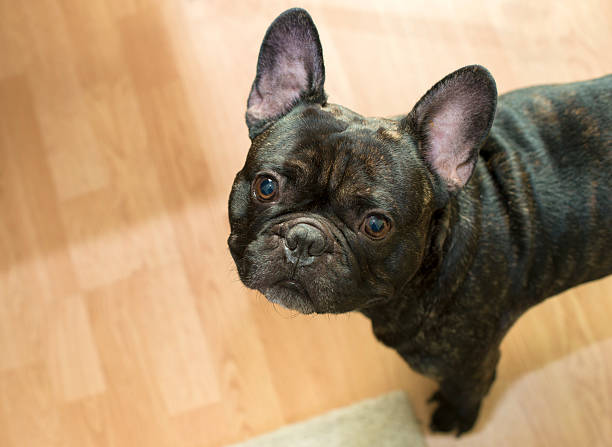 istock French bulldog at home 625869652