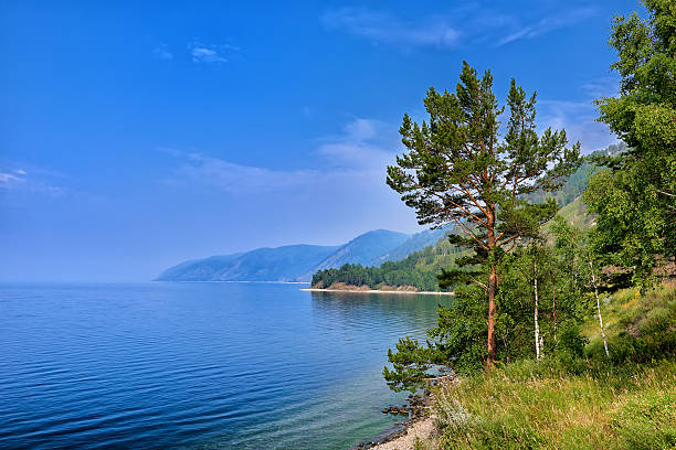 pin sur le bord de la rive escarpée du lac baïkal - waters edge lake beach tree photos et images de collection