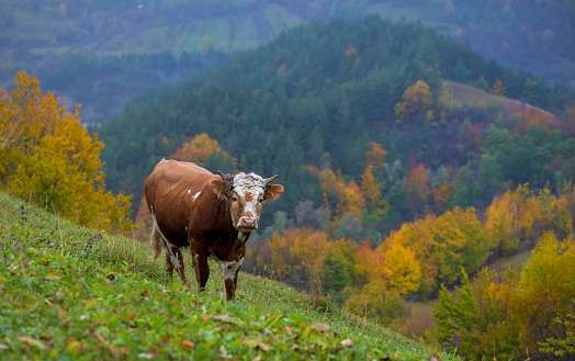 cow on autumn pasture in mountains