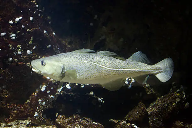 Photo of Atlantic cod (Gadus morhua).