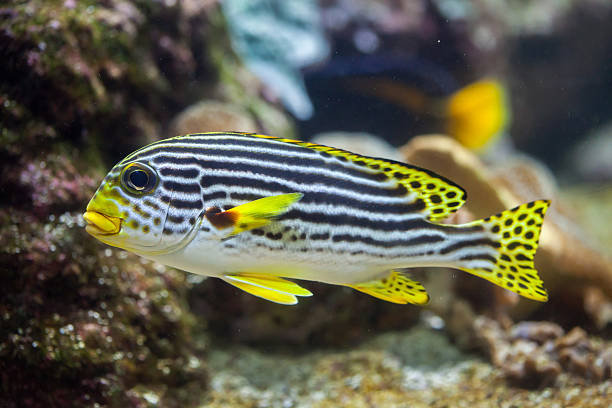Yellow-banded sweetlips (Plectorhinchus lineatus). Yellow-banded sweetlips (Plectorhinchus lineatus). Marine fish. grunt fish photos stock pictures, royalty-free photos & images